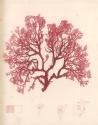 Red Botanical Study I