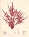 Red Botanical Study II