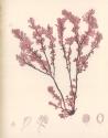 Red Botanical Study III