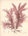 Red Botanical Study IV
