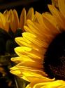 Sunlit Sunflowers I