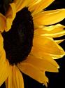 Sunlit Sunflowers II