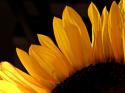 Sunlit Sunflowers III