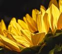 Sunlit Sunflowers IV