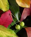 Fall Colors I