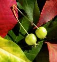 Fall Colors II