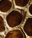 Lotus Pods I