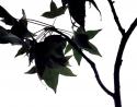 Maple Branch I