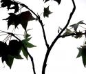 Maple Branch II