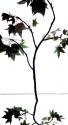 Maple Branch V