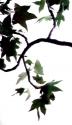 Maple Branch VI