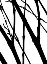 Branch Silhouette I
