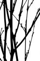 Branch Silhouette III