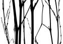 Branch Silhouette VI