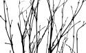 Dancing Branches II