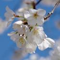 Apple Blossoms II