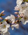 Apple Blossoms III