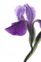 Purple Iris II