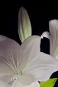 White Lilies IV