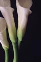 White Callas I