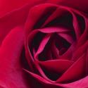 Red Rose II