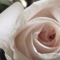 White Rose I