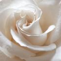 White Rose II