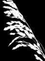 Soliloquy Reverse I