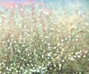 Gold Glitter
