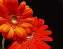Orange Daisies