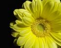 Yellow Daisy