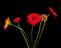Crazy Daisies I