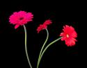 Crazy Daisies II