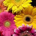 Spring Potpourri I