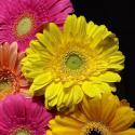 Spring Potpourri II