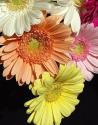 Spring Potpourri III