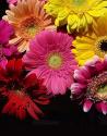 Spring Potpourri IV