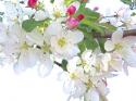 Spring Delight I