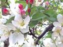 Spring Delight II