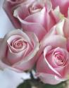 Perfectly Pink I