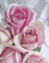 Perfectly Pink II