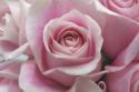 Perfectly Pink III