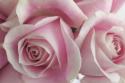 Perfectly Pink IV