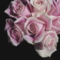 Moonlight & Roses I