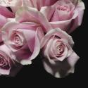 Moonlight & Roses II