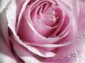 Raindrops & Roses I
