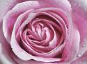 Raindrops & Roses II