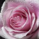 Raindrops & Roses III