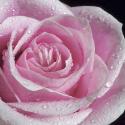 Raindrops & Roses IV