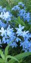Variations in Blue II